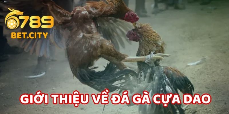 Giới thiệu về đá gà cựa dao tại nhà cái 6789.